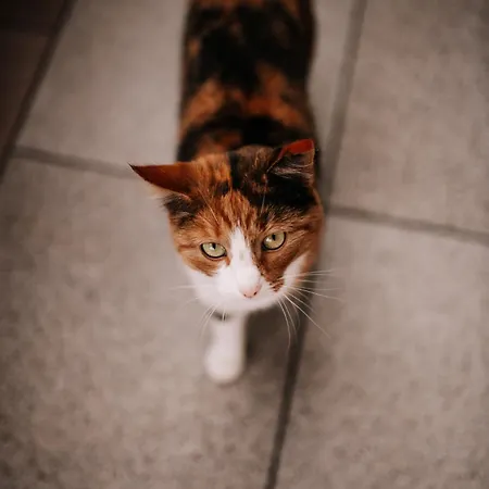 Niederbergerhof Apartament Unken