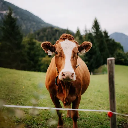 Niederbergerhof * Unken