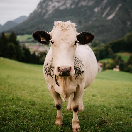Niederbergerhof Unken