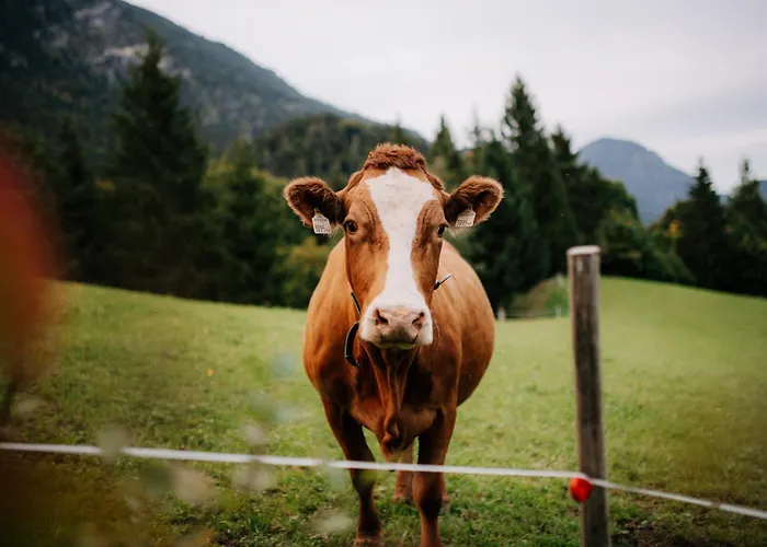Niederbergerhof * Unken