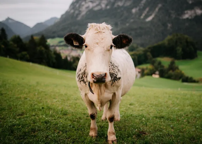 Niederbergerhof Unken